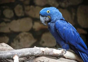 LORO GUACAMAYO - Póster de Pájaros Salvajes Impreso de Imagen Tallas A5 a A0 **ENVÍO GRATUITO** - Imagen 1 de 7