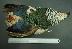 Sebastiani Amherst Pheasant Whole Skin /No Tails Lot-SF 381 - Picture 1 of 7