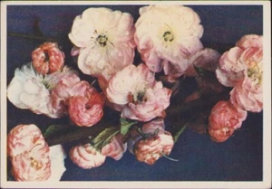 Postcard - m796 - 1063 - Picture 1 of 2