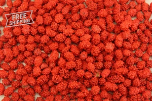 Französische gebrannte Erdnüsse rote Süßigkeiten beschichtete Nüsse - 1,5 Pfund - alte Fas - Bild 1 von 15