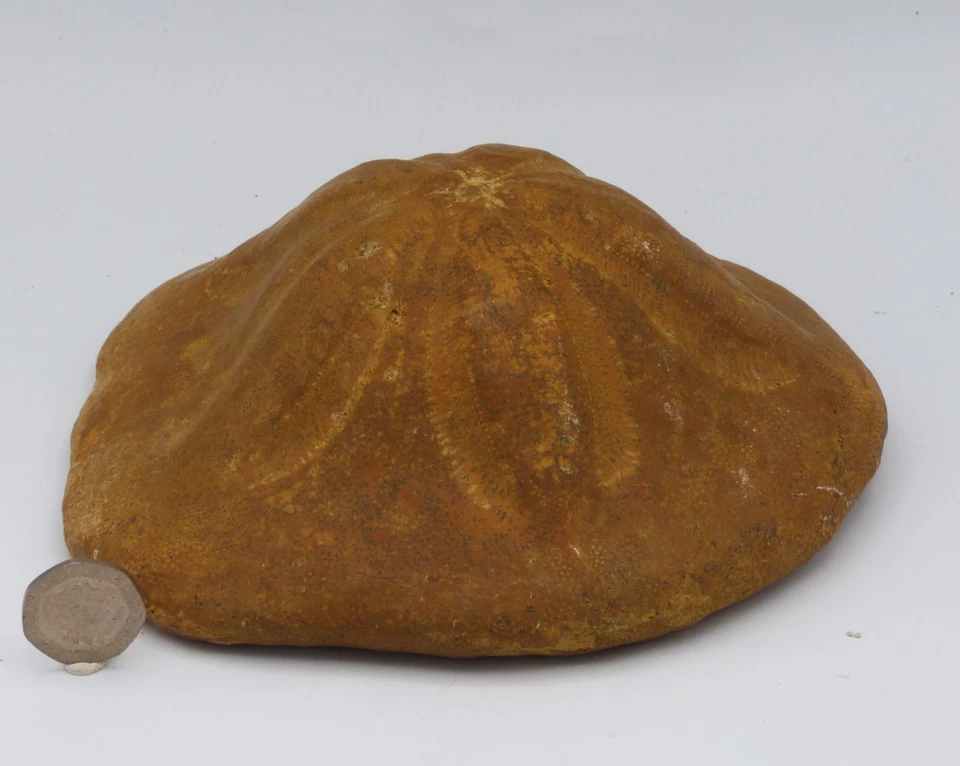 Erizo de mar Clypeaster fósil grande cúpula alta S. Italia Mioceno + soporte de exhibición Foto 1 de 4