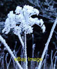Photo 6x4 Frosted cow parsley White Grit  c2009