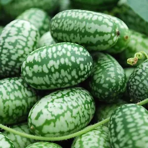 Mexikanische Mini-Gurke - Cucamelon - 10+ Samen - FEIN und ERTRAGREICH! Cu 001 - Bild 1 von 2