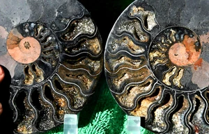 Large Black Ammonite Pair 167mm Crystals XXLarge 6.6" 110myo fossil a3732yy - Picture 1 of 5