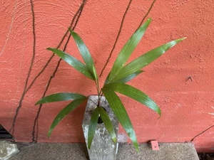 Dypsis minutes MADAGASCAN MINIATURE PALM - Picture 1 of 7