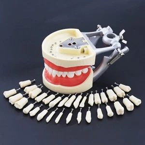 Poste de montaje extraíble tipo tipodonte dental modelo 32 dientes tipo Kilgore Nissin 200 - Imagen 1 de 53