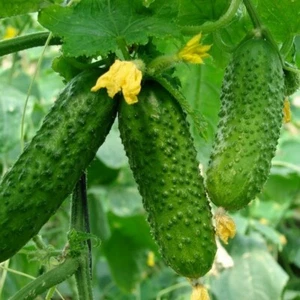 10 Piccolo di Pargi Cucumber Seeds - 60 days to harvest - Picture 1 of 7
