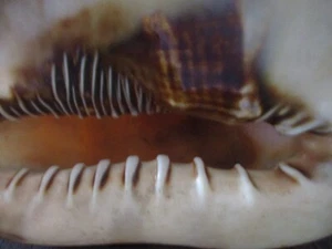 extra Large HORNED QUEENS HELMET Tiger Striped Conch shell OVER 2 lbs - Picture 1 of 6