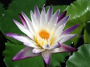 Sale Today! Purple Joy Tropical Water lily