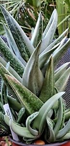 GASTERALOE " GREEN ICE "  ***  SELDOM AVAILABLE  ! ! ***  / CACTUS