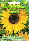 Sonnenblume Uniflorus riesenblumig reingelb 'Helianthus annuus'   546569