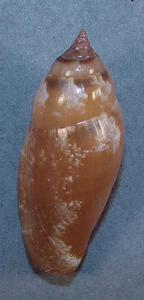 STROMBUS FRAGILIS 43.69mm BEAUTIFUL SPECIMEN Olango Island, Philippines - Picture 1 of 2