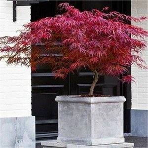 Acero rosso giapponese Acer palmatum dissectum Firecracker pianta in vaso ø20 cm - Foto 1 di 4