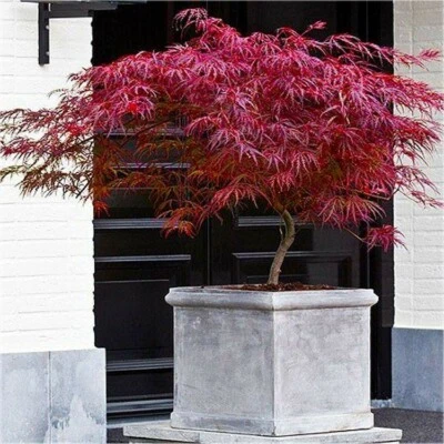 VIVAIO DI CASTELLETTO Acero rosso giapponese Acer palmatum dissectum Firecracker pianta in vaso ø20 cm