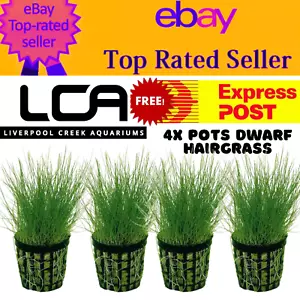 LCA 4x Pots Eleocharis Belem Live Aquarium Plants Pond Shrimp Pond Fertiliser - Picture 1 of 4
