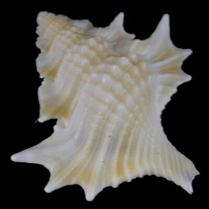 GYRINEUM PERCA (Mindanao, Philippinen) 24,5 mm #39434 - Bild 1 von 4