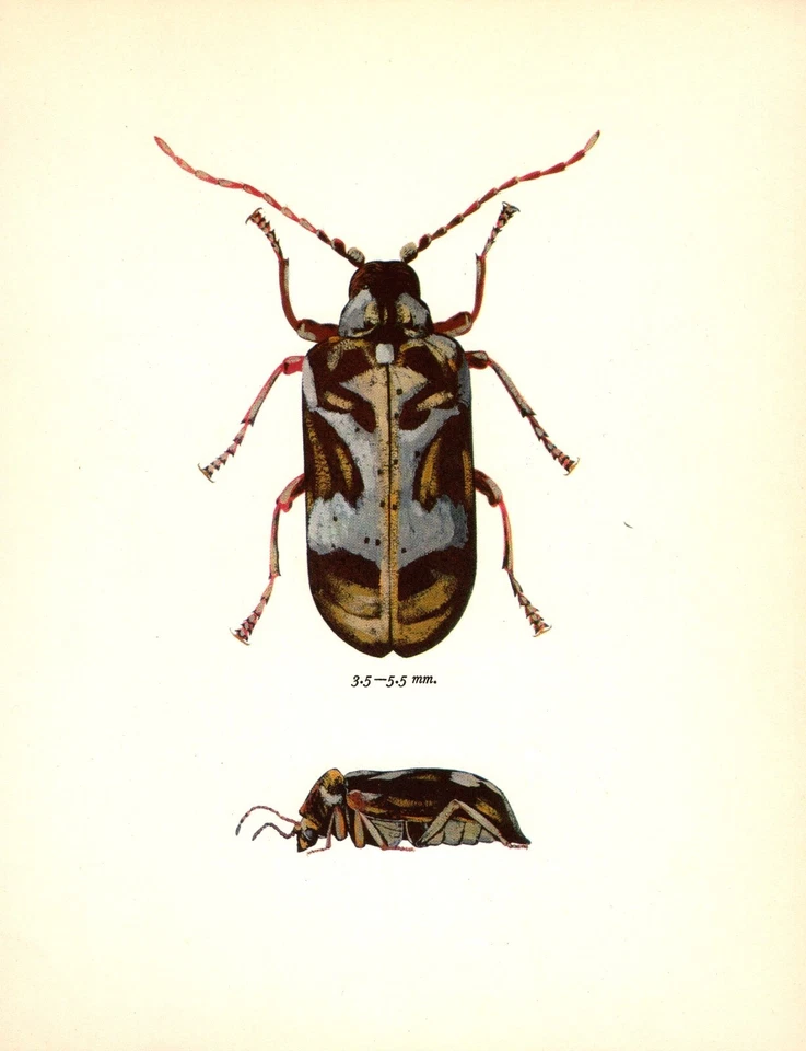 Vintage Beetle Print 1960s Bohac Death Watch Beetle Illustration 5498-96 - Image 1 of 1