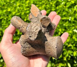 SUPERB Texas Fossil Mosasaur Vertebrae with Process Dinosaur Bones Ozan Fm - Picture 1 of 14