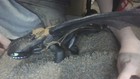 httyd barrel roll toothless no projectille or box