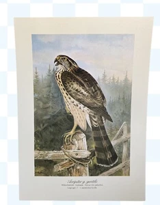 Antique Unframed Bird Print-Goshawk Original -lithograph Greifvogel - Picture 1 of 2