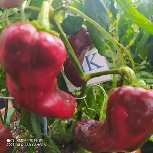 Spitzpaprika Red,10 semillas,Capsicum annuum (282) - Picture 1 of 1