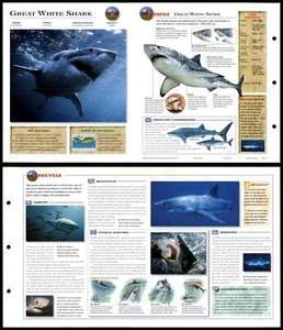 Great White Shark #9 Fish - Wildlife Explorer Fold-Out Card - Picture 1 of 1