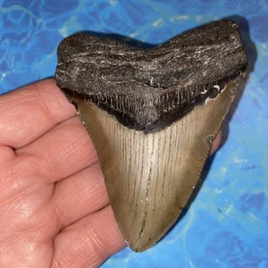 MEGALODON SHARK TOOTH 3.56”  HUGE TEETH MEG SCUBA DIVER DIRECT FOSSIL NC 5287 - Picture 1 of 8