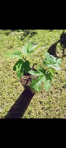 (Purple Fig) (10 Inch TreePot) LIVE PLANT - Picture 1 of 3