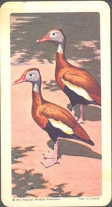 Brooke Bond (USA) - Tropical Birds - 5 - Black-Bellied Tree-Duck - Picture 1 of 1