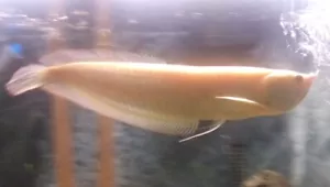 2ft Albino Arowana - Picture 1 of 1