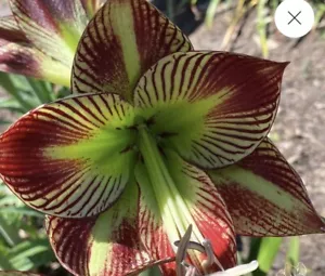 Butterfly Hippeastrum Papilio : $80 For 2 Small Bulbs : Free Postage - Foto 1 di 3