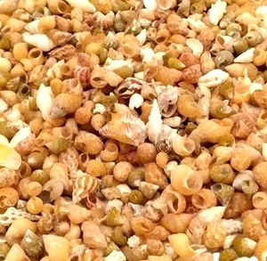 Vintage Mini Muschel Mix Sorte zum Basteln - Bild 1 von 3