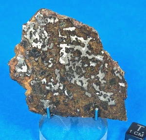 24.0 Gram SLICE of EL EGLAB STONY-IRON MESOSIDERITE METEORITE HIGHLY POLISHED - Picture 1 of 2