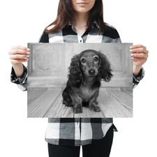 A3 - Brown Long Haired Dachshund Dog Poster 42X29.7cm280gsm(bw) #37242