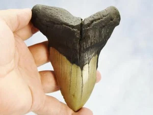 Megalodon Shark Teeth XLG Real FOSSIL 5 - 24 million year old 120mm 5.0" 655cc - Picture 1 of 12