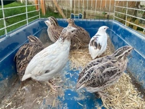 🐤6 ❎ mix Cotunix quail eggs ❇️very good for incubator ✅ - Picture 1 of 10