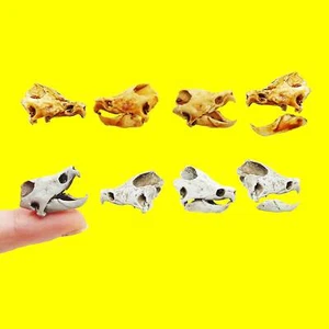 Alligator Snapping Turtle Skull - 1:12 Scale replica for diorama, dollhouse - Picture 1 of 7