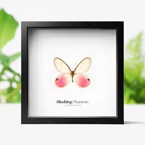 Blushing Phantom Butterfly Insect Taxidermy Box Frame Home Decor Interior Design - Foto 1 di 3
