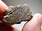 Low Price! Exquisite End Cut! Great Chondrules! Nwa 1465 Cv3 Meteorite! 23.5 Gms