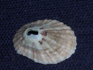 FISSURELLA COARCTATA AMAZING - Picture 1 of 3