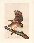 Vintage John James Audubon Oiseau Imprimé~ Barré Chouette