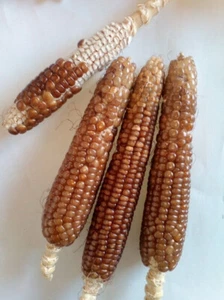 5 SEMILLAS DE MAÍZ MARRÓN OSAGE - Imagen 1 de 1
