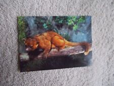 Cardz: San Diego Zoo 1993 "KINKAJOU" #59 Trading Card THE AMERICAS