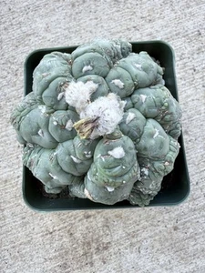 Astrophytum asterias cv. Kikko Lizard Skin Only One Available - Picture 1 of 10