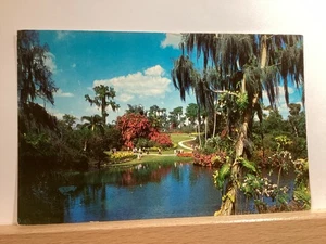 Pristine View of Lake and Nature Trail at Cypress Gardens: - Vintage Postcard - Picture 1 of 3