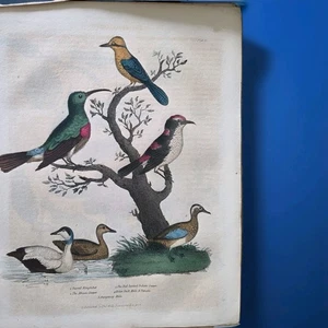 1834 Hand-colored Antique Print Natural History Comte de Buffon Wiliam Smellie - Picture 1 of 1