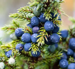 Juniperus communis - - Ginepro comune - Bild 1 von 2