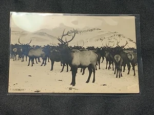 “Elk Herd” -RPPC Real Photo Postcard-Signed Vintage Original - Picture 1 of 4