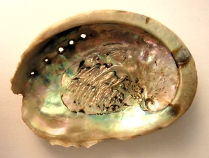 Paua Abalone conchiglia NATURA madreperla ciotola orecchio di mare orecchio di mare Haliotis lumaca - Foto 1 di 6