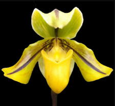 Slipper Orchid Species Paphiopedilum druryi